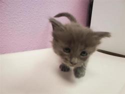 Shelter Stray Female Cat last seen Near Marshall Rd,, Fort Bliss, TX, 5001 Fred Wilson Ave, El Paso, TX 79906, USA