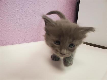 Shelter Stray Female Cat last seen Near Marshall Rd,, Fort Bliss, TX, 5001 Fred Wilson Ave, El Paso, TX 79906, USA