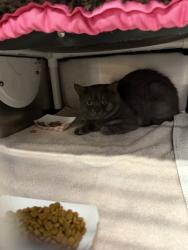 Shelter Stray Unknown Cat last seen CALABRIA CT & PALOMARES WY, Roseville City, CA, 200 Tahoe Ave, Roseville, CA 95678, USA