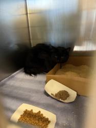 Shelter Stray Unknown Cat last seen CIRBY HILLS DR & VALLEY OAK DR, Roseville City, CA, 200 Tahoe Ave, Roseville, CA 95678, USA