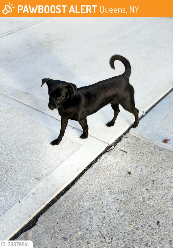 Found/Stray Unknown Dog last seen 144ave 145 Ave, Queens, NY 11433