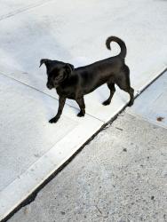 Found/Stray Unknown Dog last seen 144ave 145 Ave, Queens, NY 11433