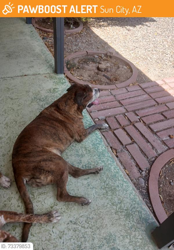 Found/Stray Unknown Dog last seen 103rd and Peoria, Sun City, AZ 85351