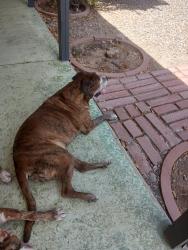 Found/Stray Unknown Dog last seen 103rd and Peoria, Sun City, AZ 85351