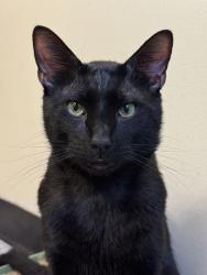 Reunited Male Cat last seen Highland High school, Highland, IN 46322