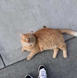 Lost Male Cat last seen Ford Street, Alcoa, TN 37701