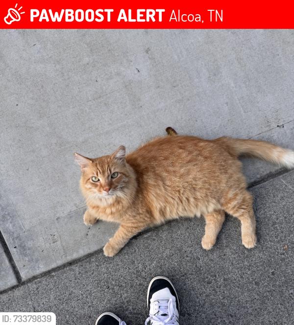Lost Male Cat last seen Ford Street, Alcoa, TN 37701