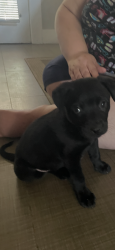 Found/Stray Female Dog last seen Virginia ave & Alice ave, Modesto, CA 95350