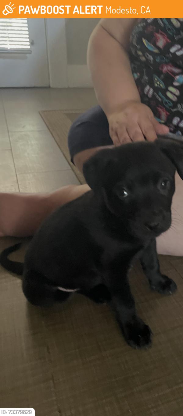 Found/Stray Female Dog last seen Virginia ave & Alice ave, Modesto, CA 95350