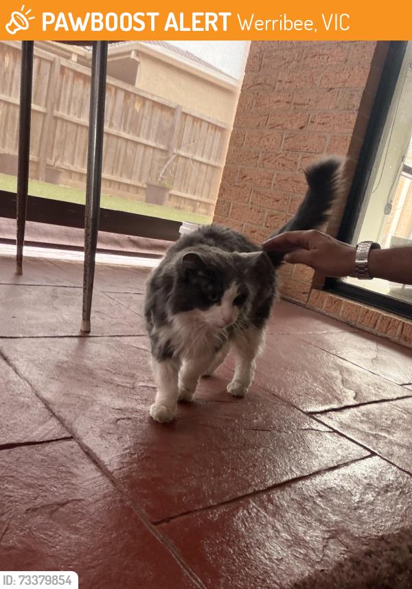 Found/Stray Unknown Cat last seen In my backyard, Werribee, VIC 3030