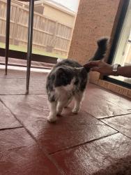 Found/Stray Unknown Cat last seen In my backyard, Werribee, VIC 3030