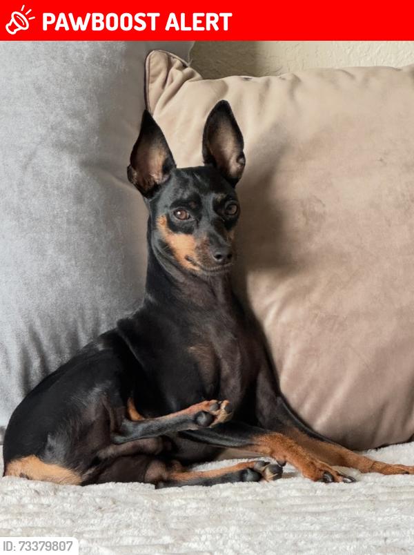 Lost Male Dog last seen Boca Woods clbh, Palm Beach County, FL 33428