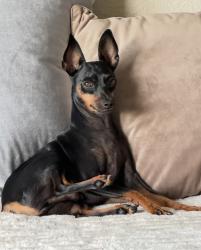 Lost Male Dog last seen Boca Woods clbh, Palm Beach County, FL 33428