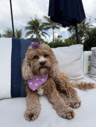 Reunited Female Dog last seen Near Lone Pine Rd, Delray Beach, FL 33445, USA, Delray Beach, FL 33445