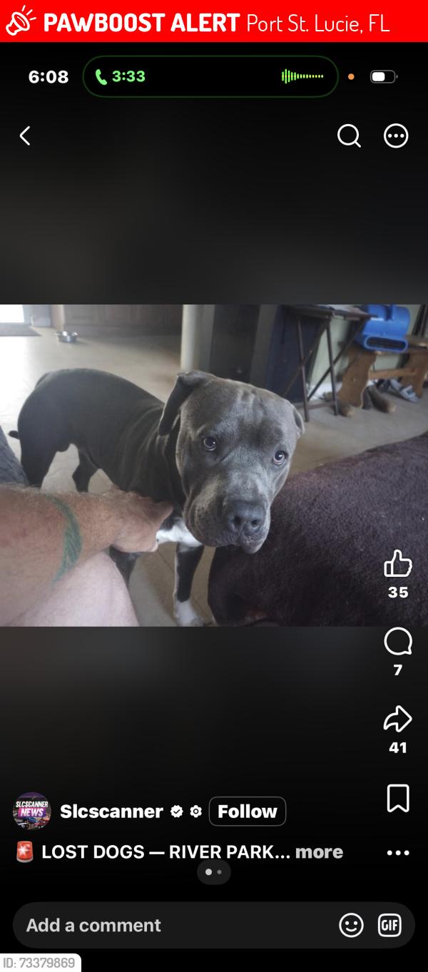 Lost Male Dog last seen Ariso blvd, Port St. Lucie, FL 34986