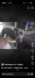 Lost Male Dog last seen Ariso blvd, Port St. Lucie, FL 34986