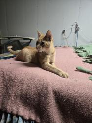 Found/Stray Male Cat last seen Barbara circle, Sioux Falls, SD 57110