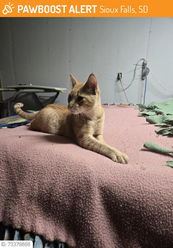 Found/Stray Male Cat last seen Barbara circle, Sioux Falls, SD 57110