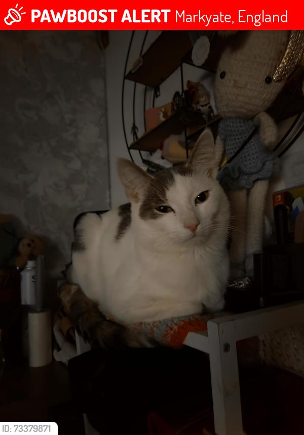 Lost Male Cat last seen Green lane, Markyate, England 