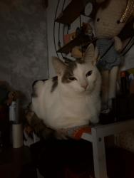 Lost Male Cat last seen Green lane, Markyate, England 