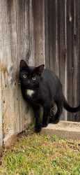 Found/Stray Unknown Cat last seen Village View Pl, Fallbrook, CA 92028