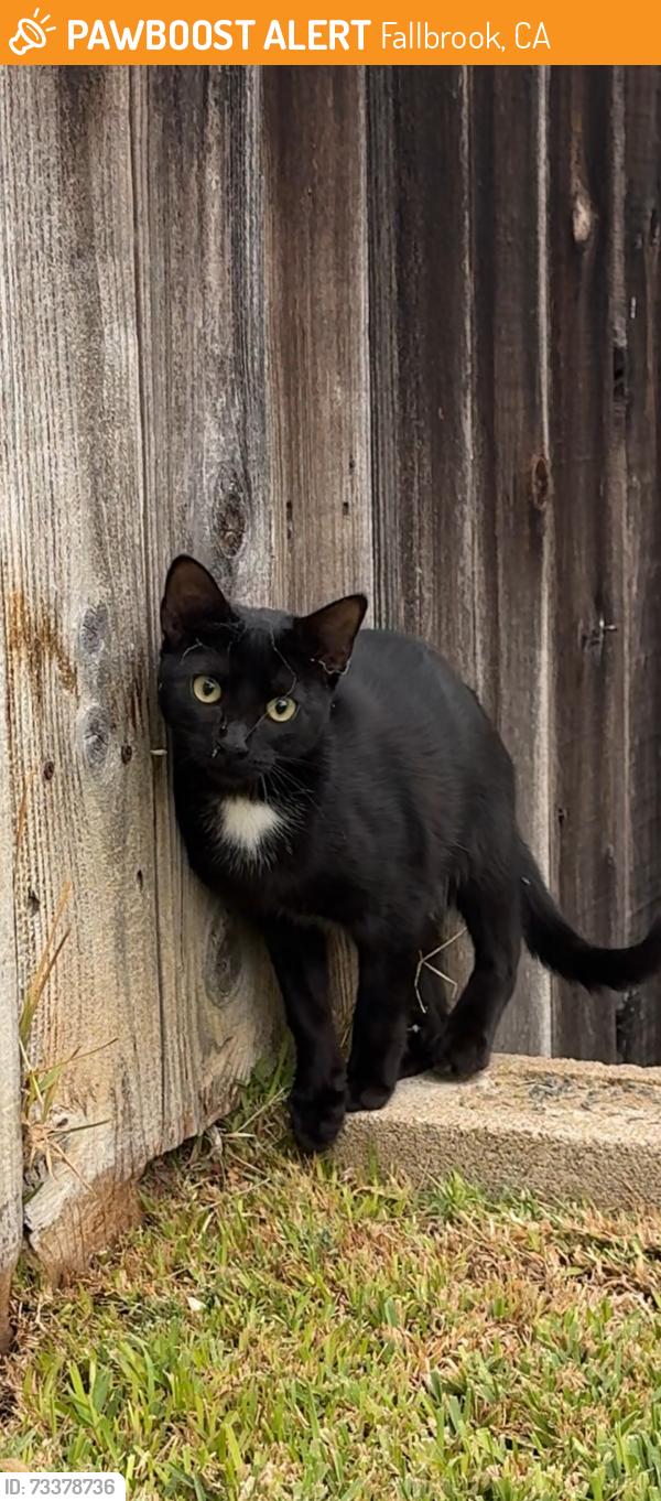 Found/Stray Unknown Cat last seen Village View Pl, Fallbrook, CA 92028