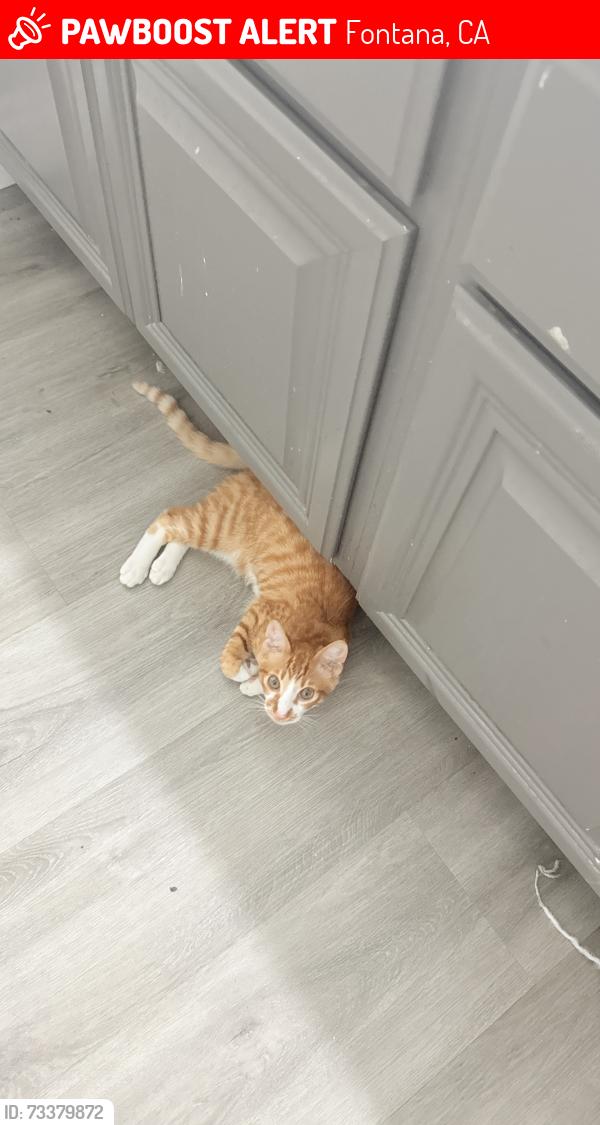 Lost Male Cat last seen Sierra lakes, Fontana, CA 92336