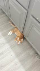Lost Male Cat last seen Sierra lakes, Fontana, CA 92336