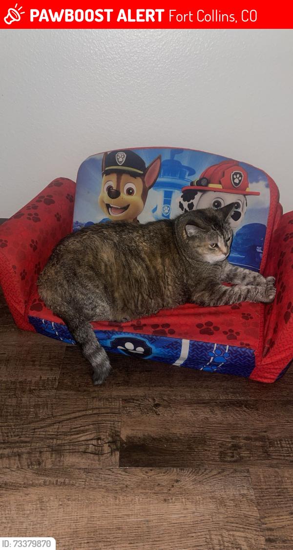 Lost Female Cat last seen Right up road behind Horsetooth tavern, Fort Collins, CO 80526