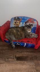 Lost Female Cat last seen Right up road behind Horsetooth tavern, Fort Collins, CO 80526