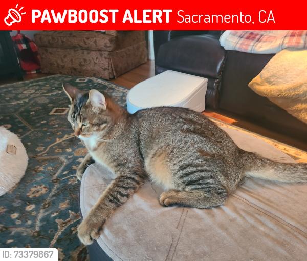 Lost Male Cat last seen El Ricon Way and El Tajon Way, Sacramento, CA 95864