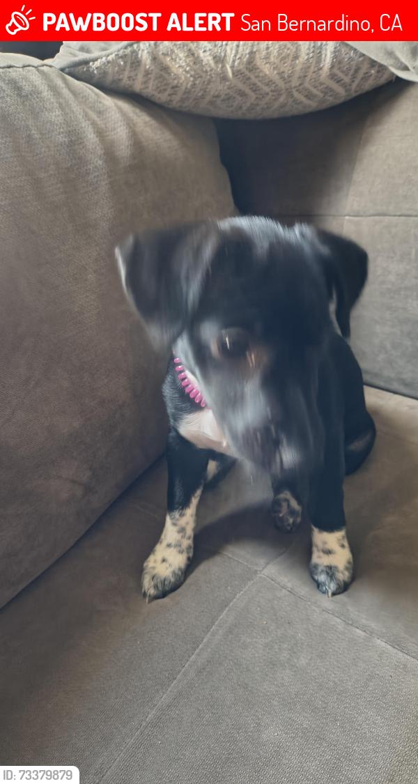 Lost Female Dog last seen N sepulveda, San Bernardino, CA 92404