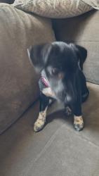 Lost Female Dog last seen N sepulveda, San Bernardino, CA 92404