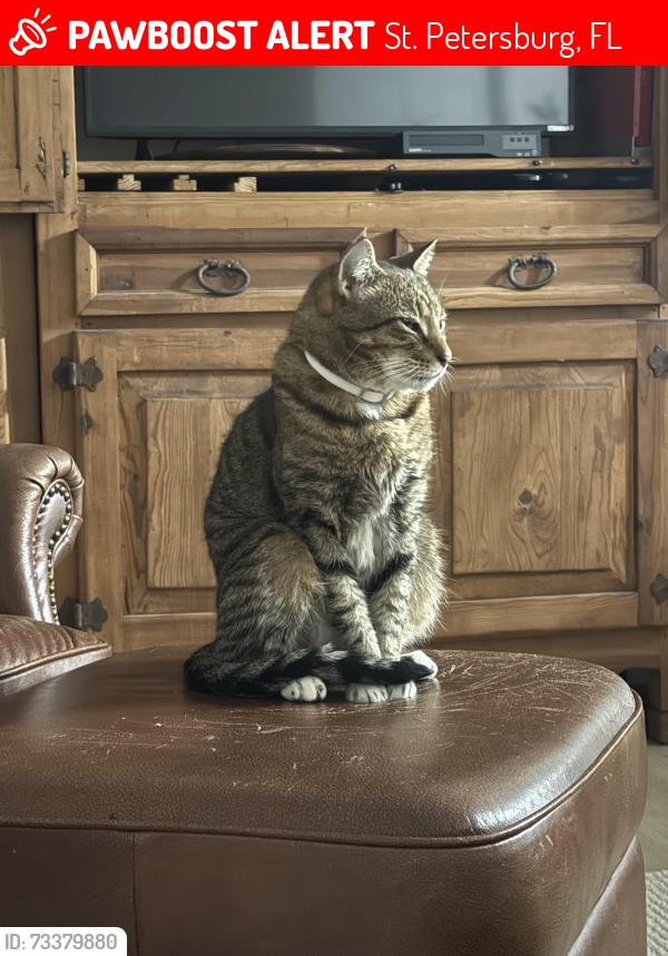 Lost Male Cat last seen 8th Ave, St. Petersburg, FL 33713