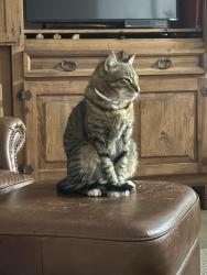 Lost Male Cat last seen 8th Ave, St. Petersburg, FL 33713