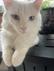 Lost Male Cat last seen Sawmills, Stamey Rd, Hudson, NC 28638