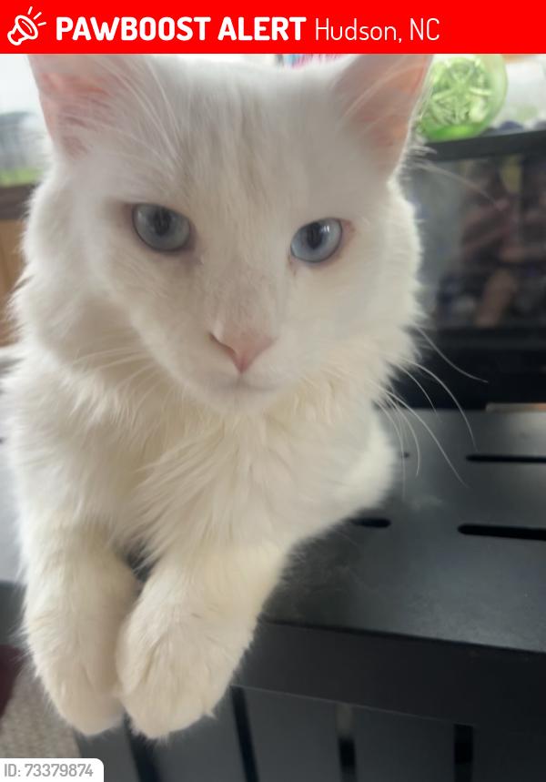 Lost Male Cat last seen Sawmills, Stamey Rd, Hudson, NC 28638