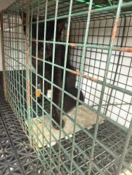 Shelter Stray Unknown Cat last seen Near 19th Street, VIRGINIA BEACH, VA, 23451, 341 S Birdneck Rd, Virginia Beach, VA 23451, USA