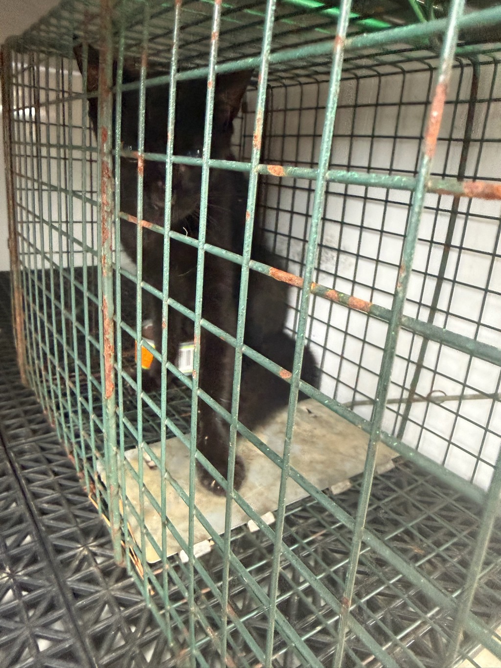 Shelter Stray Unknown Cat last seen Near 19th Street, VIRGINIA BEACH, VA, 23451, 341 S Birdneck Rd, Virginia Beach, VA 23451, USA