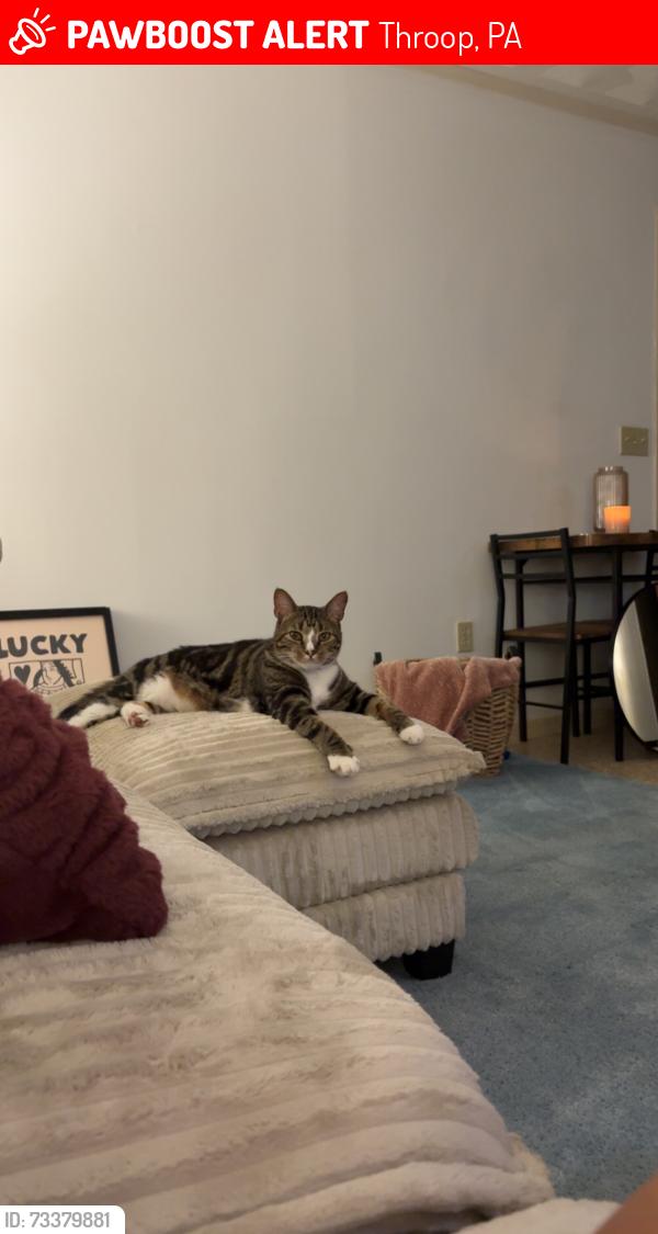 Lost Male Cat last seen Dunmore St, Throop, PA 18512