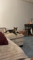 Lost Male Cat last seen Dunmore St, Throop, PA 18512