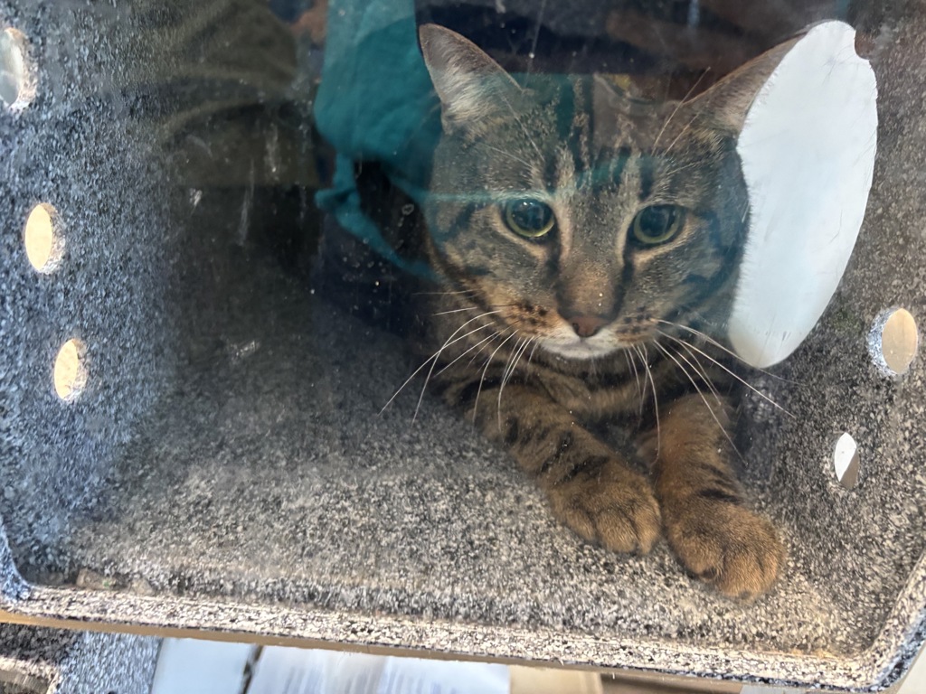 Shelter Stray Male Cat last seen Near Lott Avenue, BROOKLYN, NY, 11212, 326 E 110th St, New York, NY 10029, USA