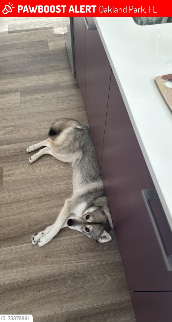 Lost Female Dog last seen Ne 36th and NE 10th Ave., Oakland Park, FL 33334