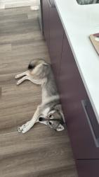 Lost Female Dog last seen Ne 36th and NE 10th Ave., Oakland Park, FL 33334