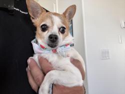 Found/Stray Male Dog last seen Spook gulch court, Riverton, UT 84096