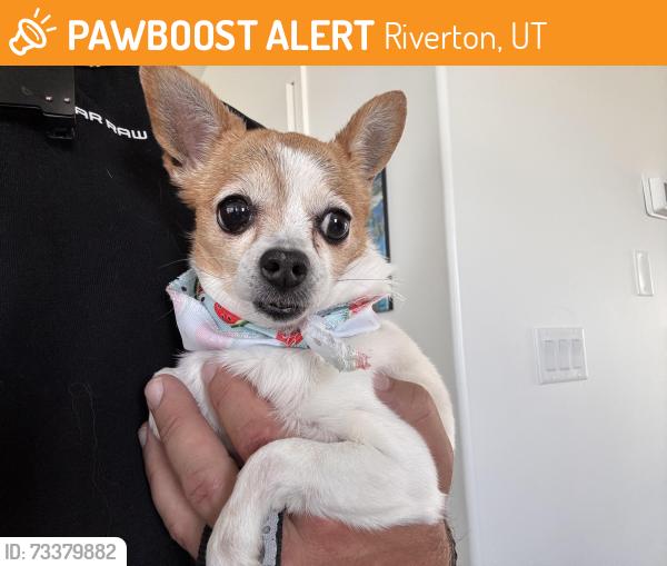 Found/Stray Male Dog last seen Spook gulch court, Riverton, UT 84096