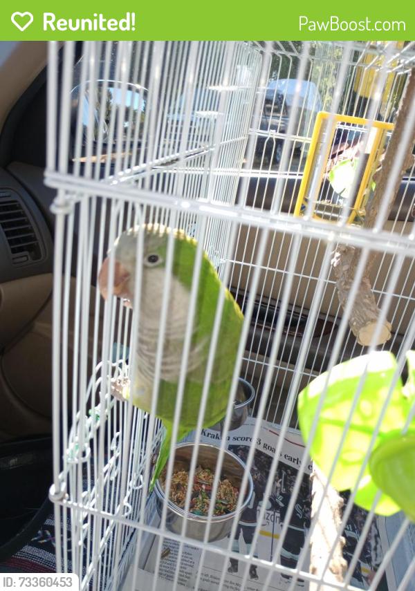 Reunited Unknown Bird last seen 130th and 3rd NW 98177, Seattle, WA 98113