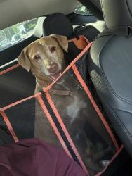 Reunited Female Dog last seen Near Shear St, Pensacola, FL 32534, USA, Pensacola, FL 32534