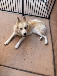 Found/Stray Female Dog last seen Monroe & Ponderosa, Albuquerque, NM 87110
