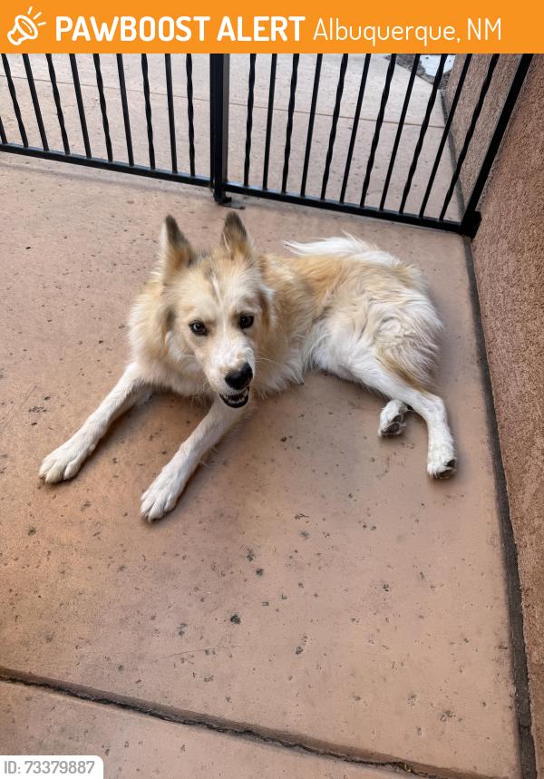 Found/Stray Female Dog last seen Monroe & Ponderosa, Albuquerque, NM 87110